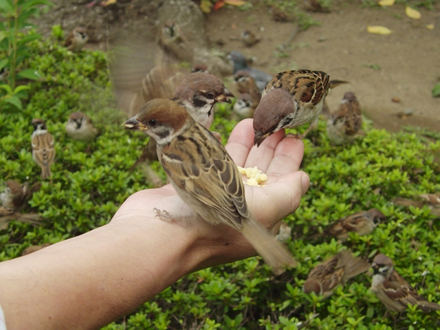 手乗りスズメ 四十雀の野鳥撮り日記