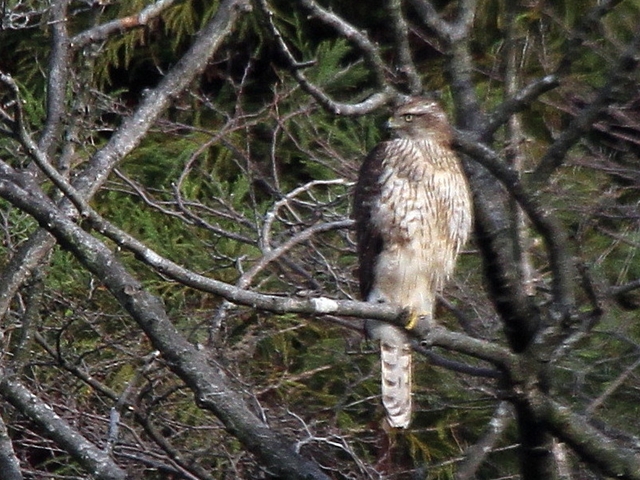 ２１世紀の森と広場 四十雀の野鳥撮り日記